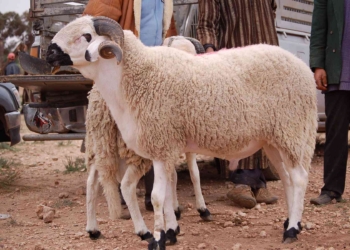 أضحية عبد الأضحى- صورة أرشيفية