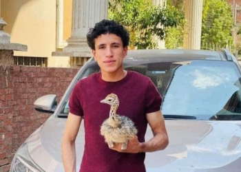 يوسف العدلي أصغر مربي نعام