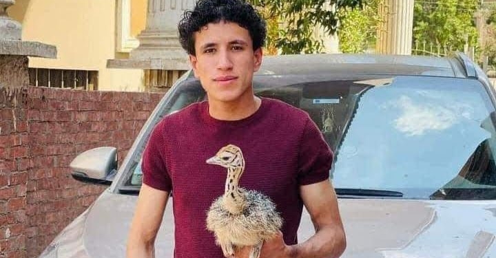 يوسف العدلي أصغر مربي نعام