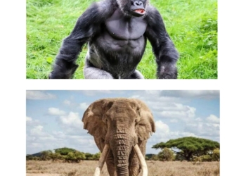 الغوريلا والفيل ذو الأنياب الضخمة