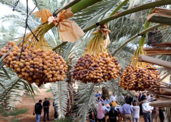 تمور أريحا