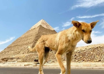غداء مع كلب الهرم