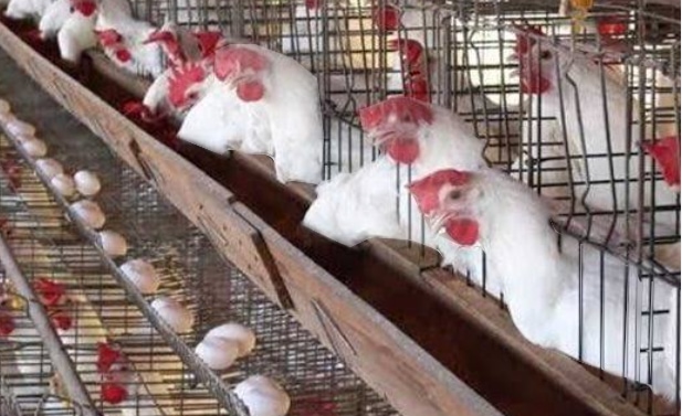 أسعار الدواجن اليوم 15 نوفمبر 