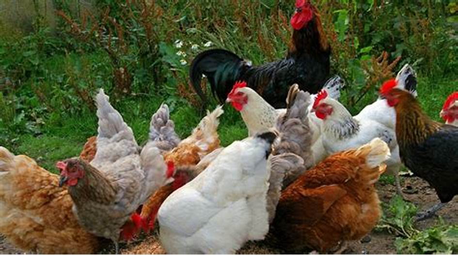 هبوط كبير في أسعار الدواجن البيضاء والبلدي اليوم الخميس 21 نوفمبر
