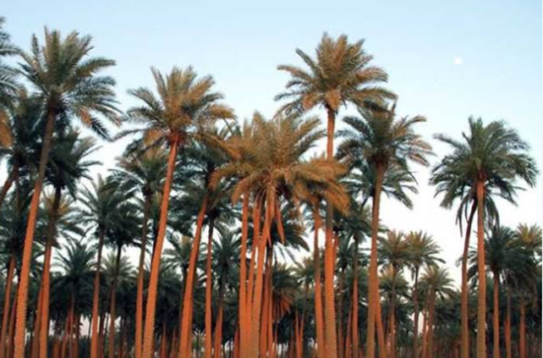  مصر في المرتبة الاولى عالميا لانتاج التمور ..لكنها ليست الاولى في تصديره
