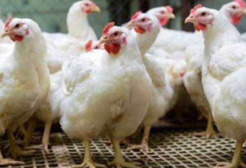 أسعار الفراخ البيضاء في بورصة الدواجن اليوم السبت 16 نوفمبر