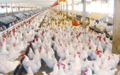 بعد انخفاض أسعار الفراخ البيضاء.. بورصة الدواجن تفاجئ الجميع اليوم