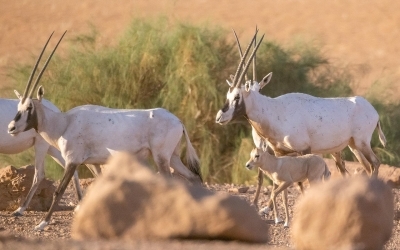 محمية الملك سلمان