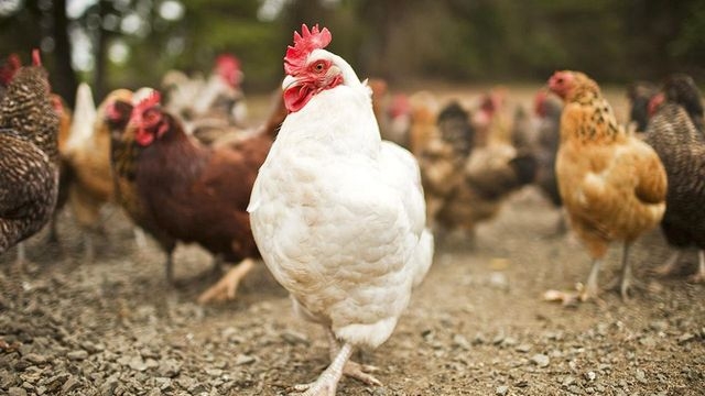 أسعار الفراخ البيضاء في بورصة الدواجن اليوم السبت 21 ديسمبر
