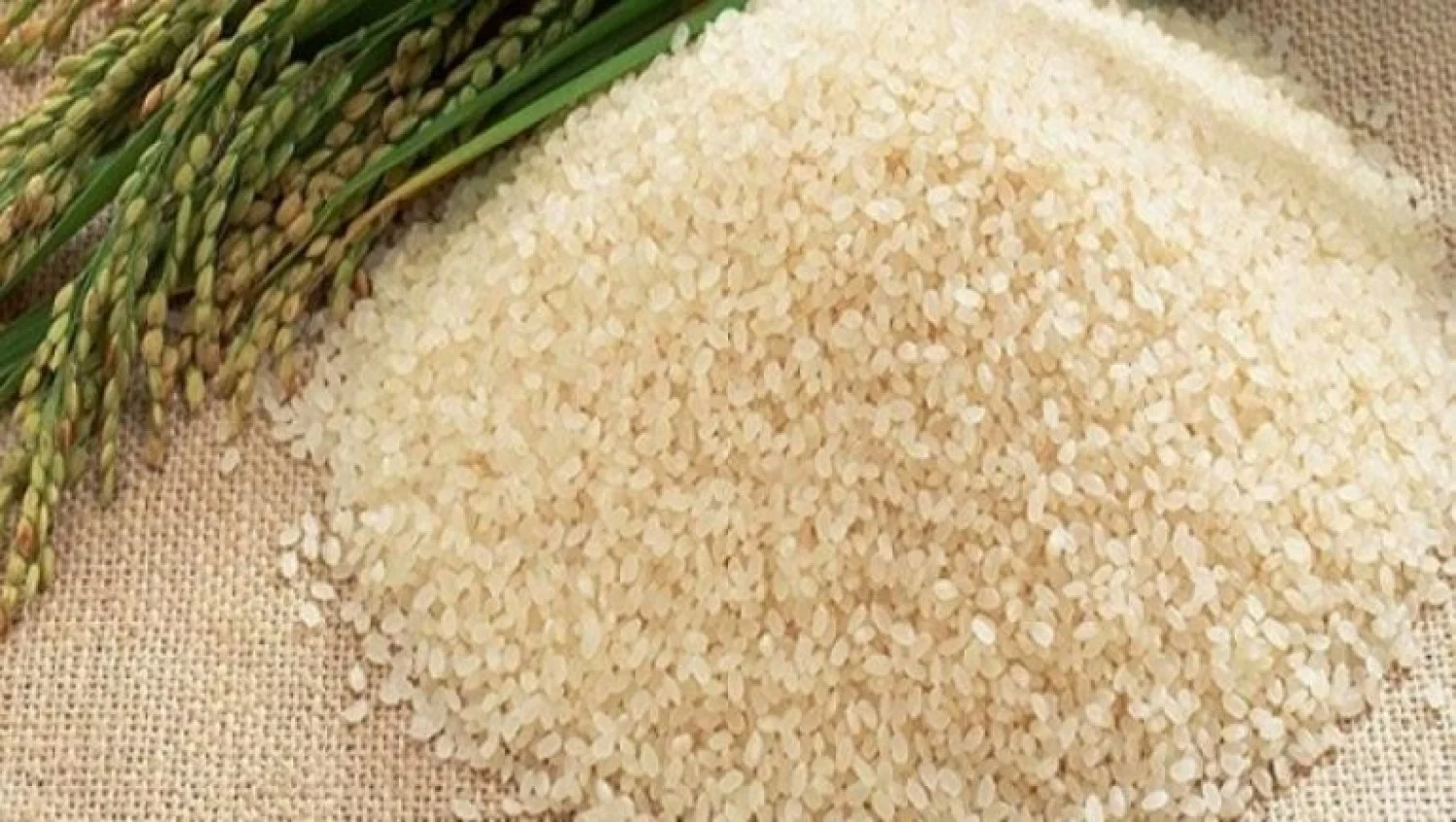 سعر كيلو الرز بكام النهاردة؟