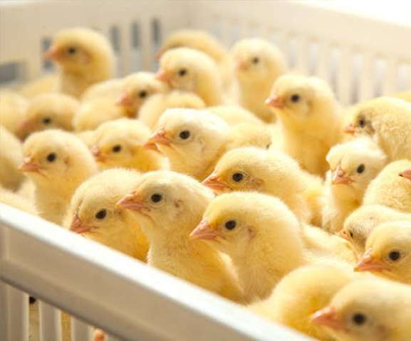 سعر الكتكوت الأبيض اليوم الإثنين 