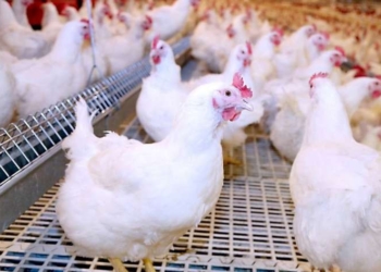 مفاجأة في سعر الفراخ البيضاء اليوم حسب بورصة الدواجن