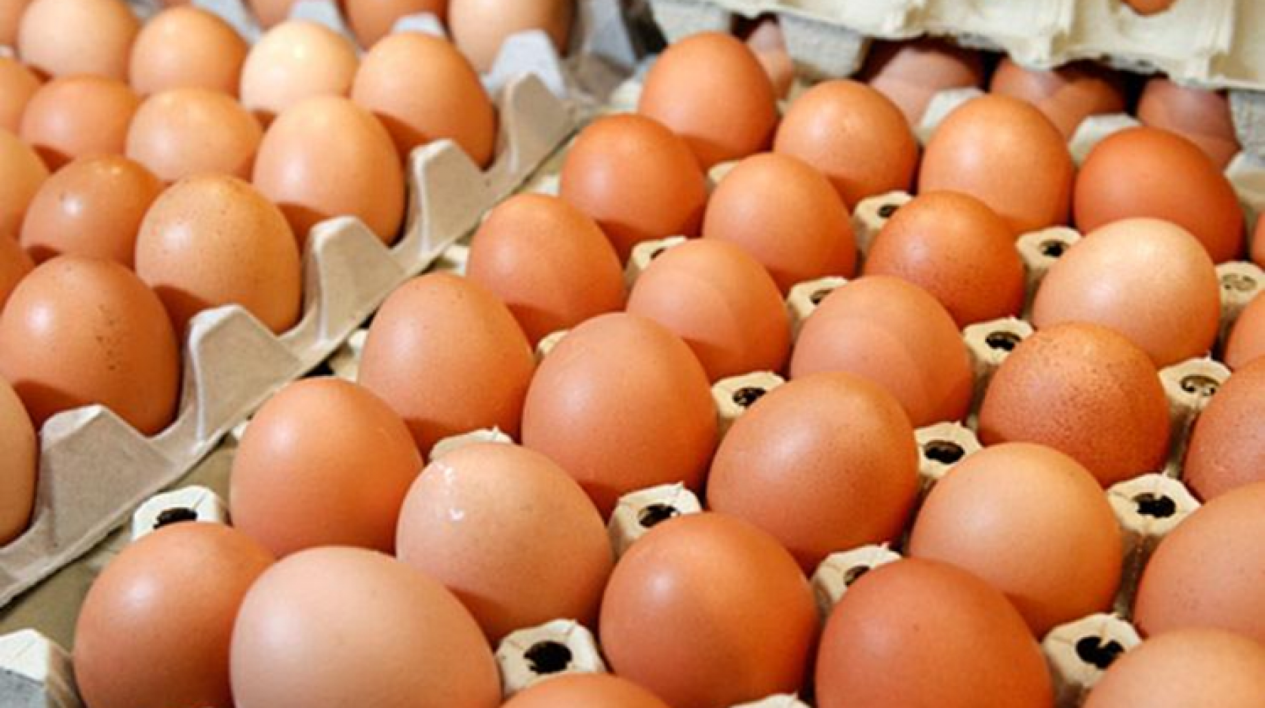 سعر كرتونة البيض اليوم