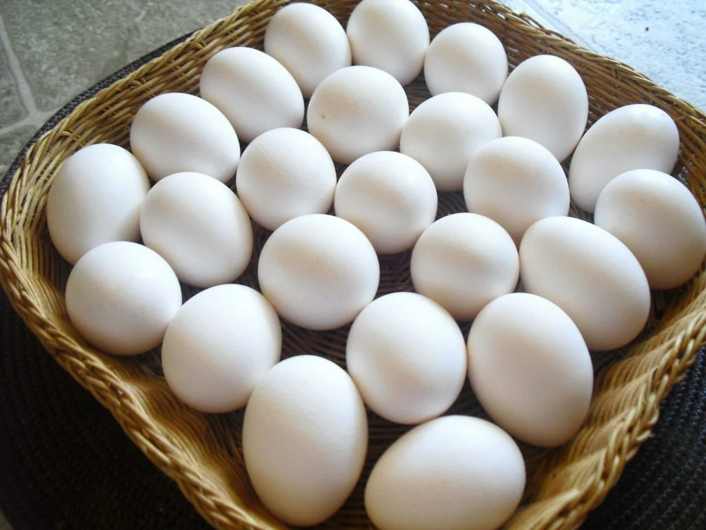 سعر كرتونة البيض اليوم