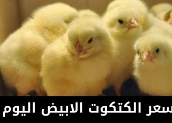 أسعار الكتكوت الأبيض عمر