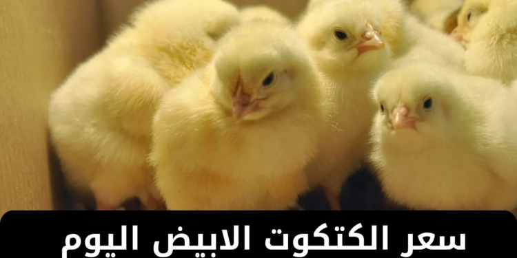 أسعار الكتكوت الأبيض عمر