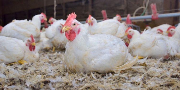 The biosecurity measures Mississippi’s poultry producers were already following equip this industry to continue its critical operation. (File photo by MSU Extension Service/Kevin Hudson)
 
Alt text -- A white chicken sits on the ground in a poultry house.