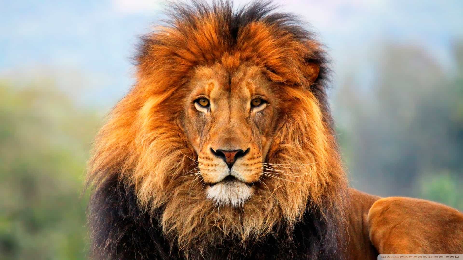 تفسير رؤية الأسد في المنام