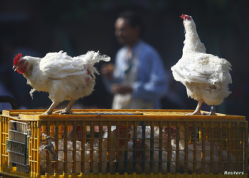 A man walks past live chickens on the outskirts of Cairo, December 4, 2014. Another Egyptian has died of H5N1 bird flu, bringing the total number of deaths in Egypt from the virus to seven this year out of 14 identified cases, the health ministry said on Wednesday. REUTERS/Amr Abdallah Dalsh (EGYPT - Tags: ANIMALS ENVIRONMENT HEALTH)