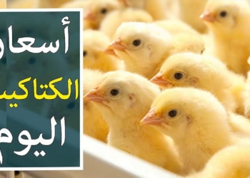 أسعار الكتاكيت