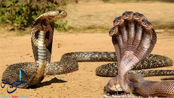 تفسير حلم الثعبان في البيت
