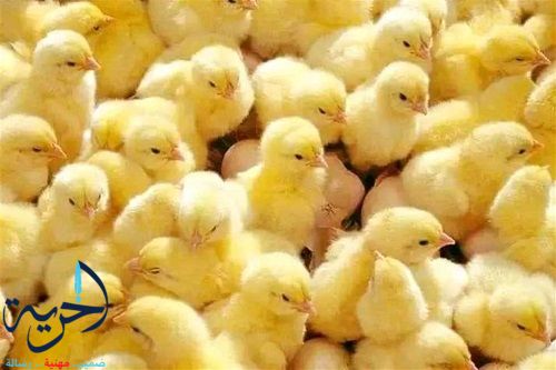 أسعار الكتاكيت والبط اليوم 6-7-2025