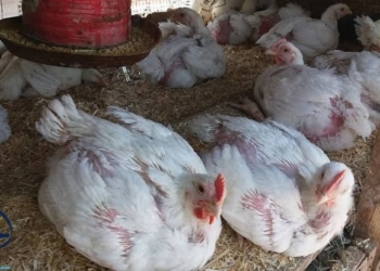 أسعار الفراخ البيضاء والساسو والبيض اليوم