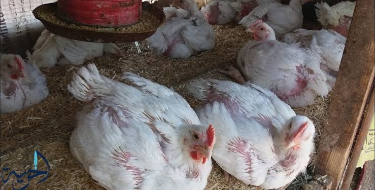 أسعار الفراخ البيضاء والساسو والبيض اليوم