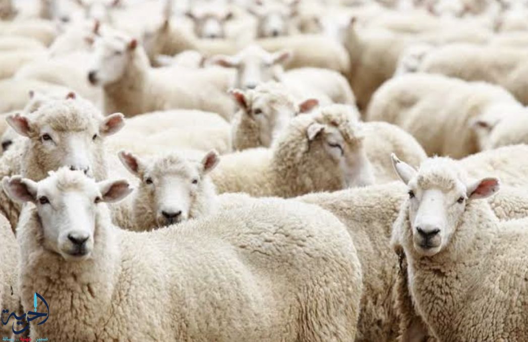 أسعار لحوم الأضاحي في منافذ التموين 