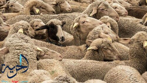 اسعار الأضاحى ٢٠٢٥