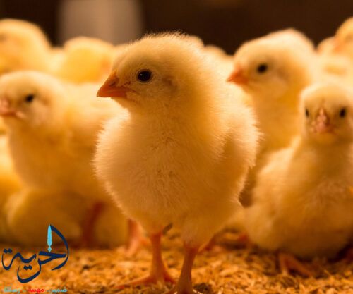 أسعار الكتاكيت والفراخ اليوم