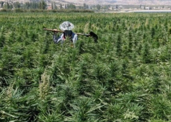 زراعة الحشيش في لبنان - تصوير آخرين