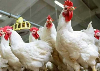 أسعار الفراخ اليوم الأربعاء 26 نوفمبر