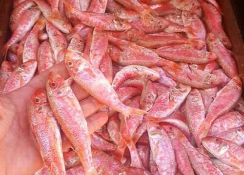 أسعار الأسماك اليوم