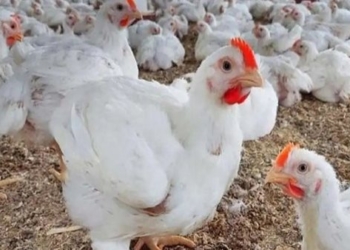 أسعار الفراخ البيضاء اليوم