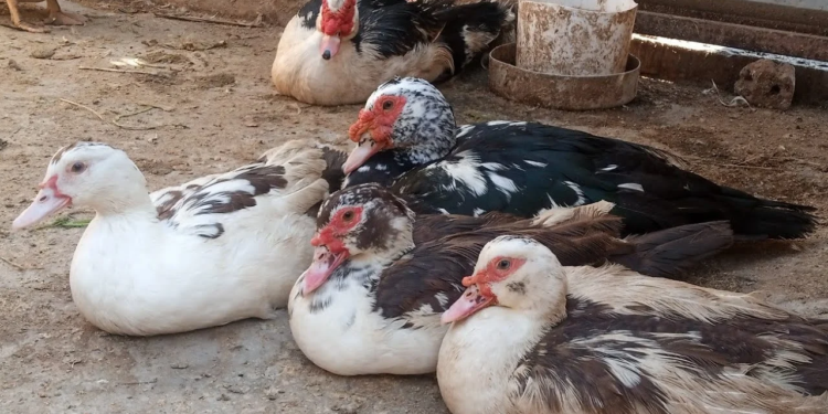 أسعار البط اليوم