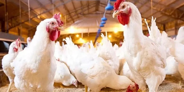 أسعار الفراخ البيضاء اليوم