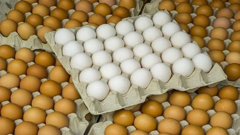 أسعار الفراخ والبيض اليوم 16 فبراير