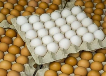 سعر كرتونة البيض للمستهلك اليوم الأحد 15-2-2026 في الأسواق.. الأبيض والأحمر والبلدي قبل رمضان