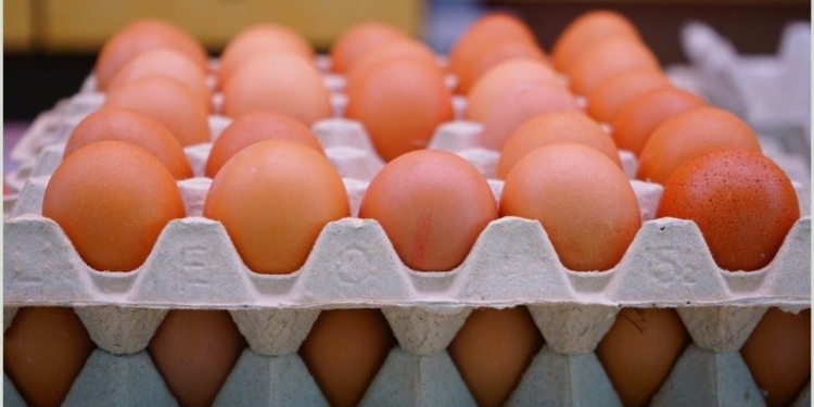 أسعار البيض اليوم الخميس