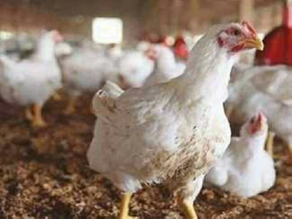 بورصة الدواجن اليوم أسعار الفراخ البيضاء