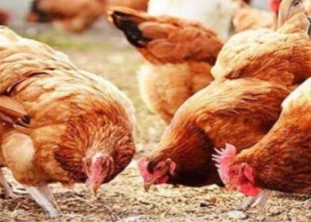 أسعار الفراخ البيضاء والبلدي