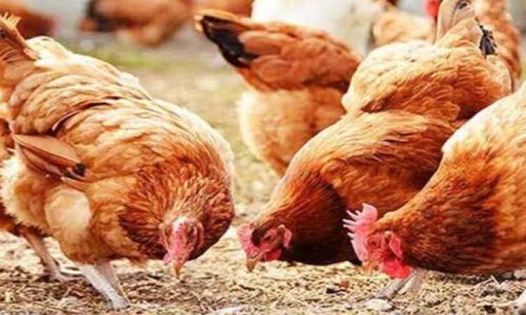 أسعار الفراخ البيضاء والبلدي