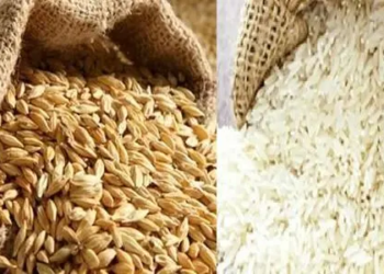 سعر طن الأرز الشعير اليوم الثلاثاء 24 مارس 2026.. استقرار ملحوظ في الأسواق المحلية