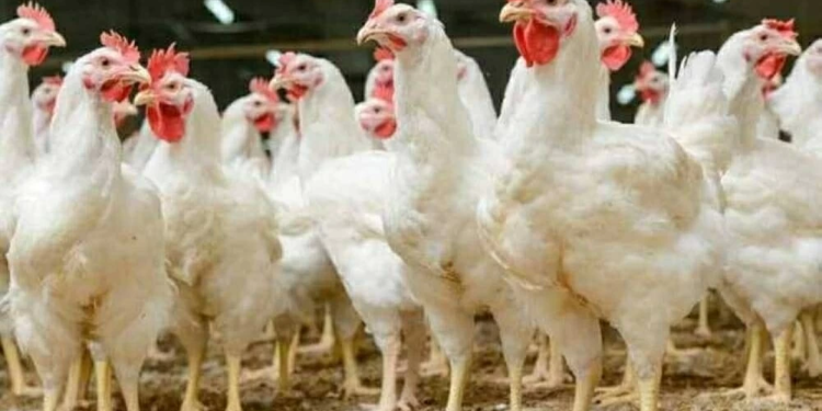 أسعار الفراخ اليوم