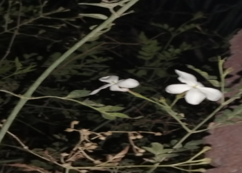 الياسمين