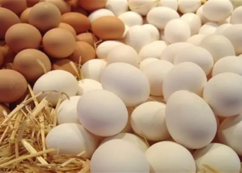 سعر كرتونة البيض اليوم