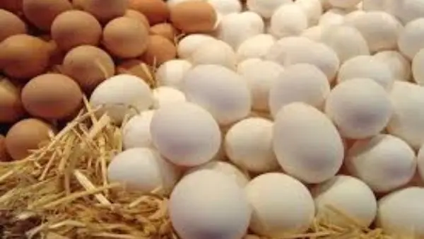 أسعار البيض اليوم