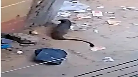 ظهور حيوان النمس المصري