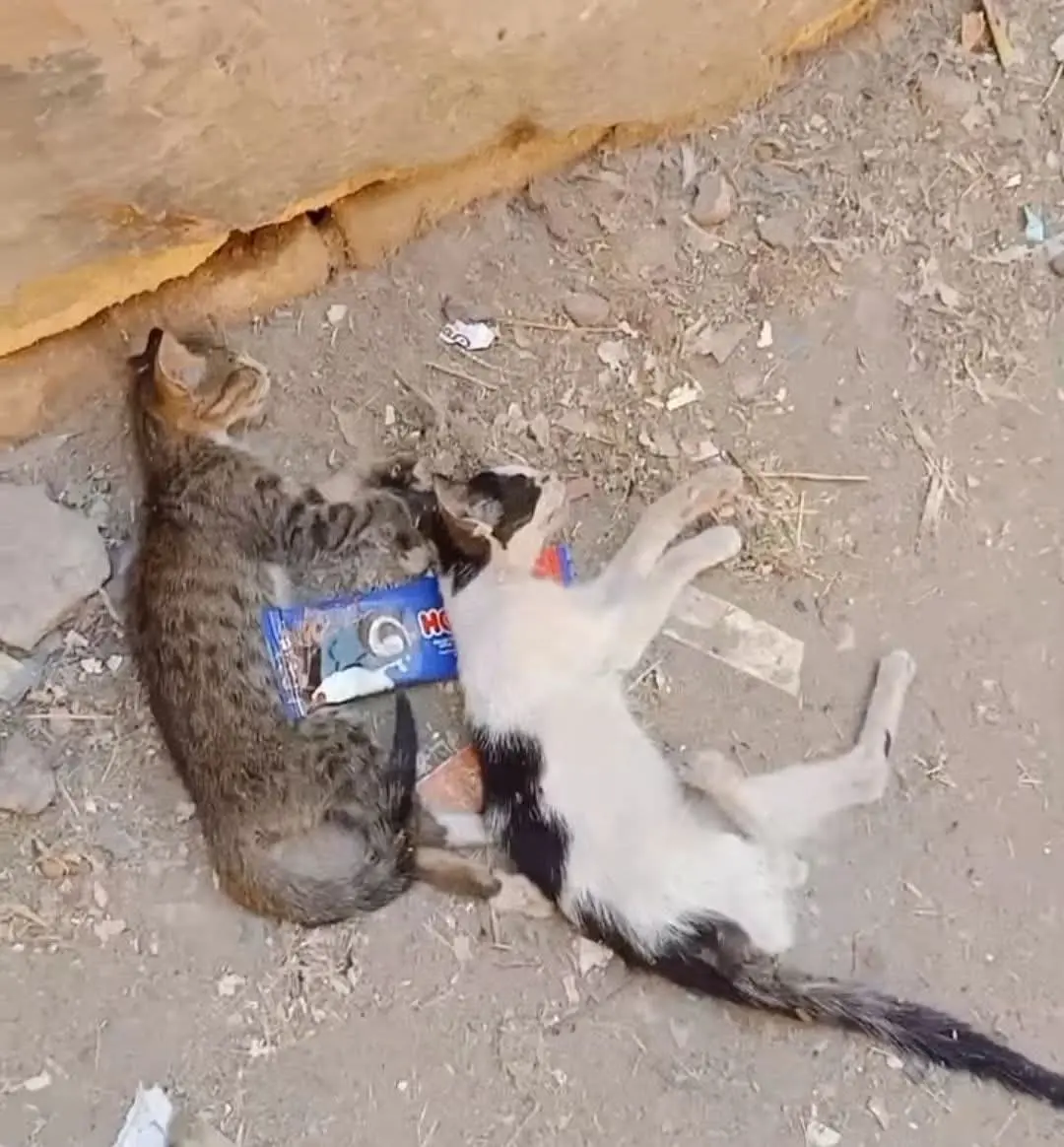 تسمم القطط.. طبيب يحذر من مخاطر السموم على الإنسان والحيوان ويكشف الآثار النفسية للعنف ضد الحيوانات